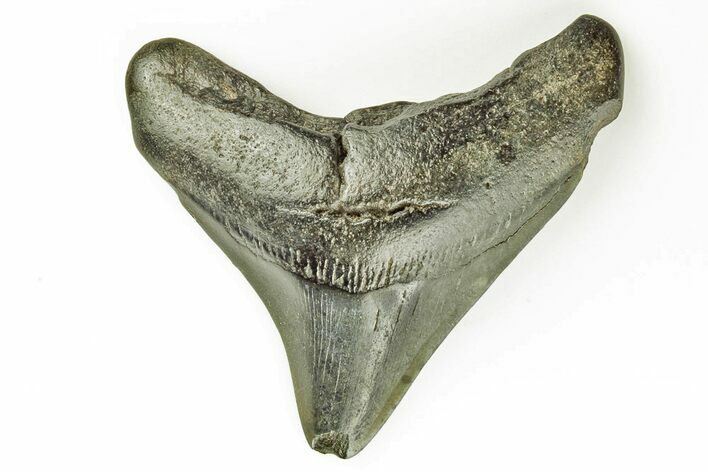 Juvenile Megalodon Tooth - South Carolina #171107